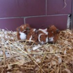 Vier braun-weiße Meerschweinchen kauern auf einer Stroheinstreu.