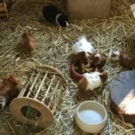 Meerschweinchen im Stroh fressen im Tierheim Siegen aus einem Napf.