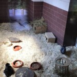 Kaninchen und Meerschweinchen in einem Gehege mit Näpfen, Heu und Unterschlupf.