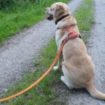 Gelber Hund in orangefarbenem Geschirr sitzt mit dem Rücken zugewandt auf einem Feldweg.