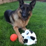 Deutscher Schäferhund auf Gras mit einem roten Ball und einem zerrissenen Fußball.