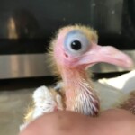 Vogelbaby in Nahaufnahme mit wenigen Federn und einem großen, runden Auge.