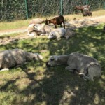 Schafe und Ziegen ruhen sich im Gras im Schatten nahe eines Zauns aus.