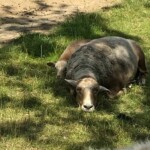 Schaf im sonnenbeschienenen Gras liegend, nach vorne blickend, Weg dahinter.