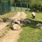 Schafe ruhen und grasen auf einem Grasweg an einem Zaun im Tierheim Siegen.