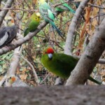 Bunte Papageien auf Ästen zwischen trockenem Laub im Tierheim Siegen.