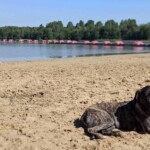 Ein Hund ruht sich im Sand an einem ruhigen See aus; dahinter rosa Regenschirme.