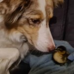 Hund erschnüffelt Entenküken auf blauer Decke im Tierheim Siegen.