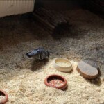 Taube auf Holzspänen bei Futterschalen im Tierheim Siegen.