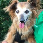 Flauschiger brauner Hund mit großen Ohren sitzt auf einer Person in grünem Hemd.