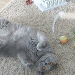 Graue Katze auf beigem Teppich in der Nähe von Spielzeug, die mit gelben Augen aufschaut.