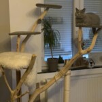 Graue Katze auf hohem Kratzbaum am Fenster mit Pflanzen dahinter.