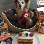 Kleiner Hund mit Schleife zum 18. Geburtstag, Leckereien und Kuchen im Bett.