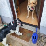Spaniel draußen schaut auf gelben Labrador in der Tür des Tierheims Siegen.
