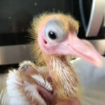 Junger, federloser Vogel mit großem Auge und rosa Schnabel in der Nähe der Mikrowelle.