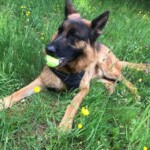Deutscher Schäferhund mit Tennisball im Gras, gelbe Blumen in der Nähe.