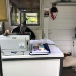 Taube auf dem Bürodrucker neben Papieren, Akten und Kaffeemaschine.