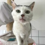 Weiße Katze mit grünen Augen auf einer Sitzstange im Tierheim Siegen.