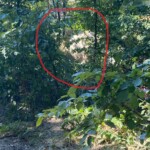 Grünes Laub und ein rot eingekreister Fleck mit hohem Gras in der Mitte.