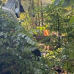 Bagger und Arbeiter bei der Beseitigung von Gestrüpp in einem bewaldeten Gebiet.