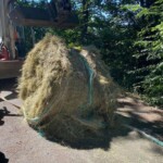 Ein Frontlader hebt einen unordentlichen Heuballen mit blauem Netz an.