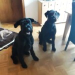 Zwei schwarze Hunde sitzen auf einem Holzboden in einem hellen Raum.