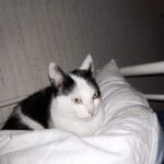 Schwarz-weiße Katze ruht auf weißem Kissen im Tierheim Siegen.