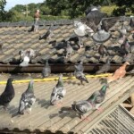 Tauben sammeln sich auf dem Ziegeldach des Tierheims Siegen im Sonnenlicht.