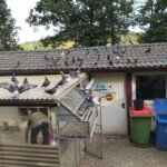 Tauben auf Dächern und in Drahtkäfigen im Tierheim Siegen.