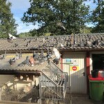 Viele Tauben auf einem Dach und in einem Käfig am Gebäude des Tierheims Siegen.