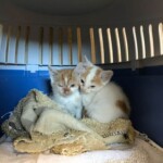 Zwei orangefarbene und weiße Kätzchen kuscheln auf einer Decke in einer Transportbox.