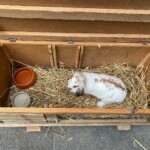 Weißes und braunes Kaninchen auf Heu in Kiste mit zwei kleinen Schalen.