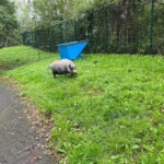 Schwein im Gras am blauen Futtertrog im Tierheim Siegen, dahinter Bäume.