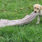 Gelber Labrador Welpe auf Gras zieht eine graue Decke mit Mund.
