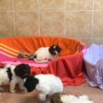 Vier Welpen spielen in einem gefliesten Zimmer des Tierheims Siegen; einer liegt mit Spielzeug auf einem roten Bett.