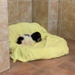 Kleiner schwarz-weißer Hund auf gelber Decke in gefliestem Raum.