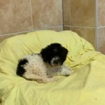 Schwarz-weißer Hund, der auf einer gelben Decke im Tierheim Siegen ruht.