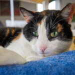 Kaliko-Katze mit grünen Augen, die auf einer blauen Decke ruht.