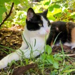 Kaliko-Katze mit grünen Augen, die sich im Tierheim Siegen im Gartengras ausruht.