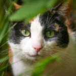 Kaliko-Katze mit grünen Augen späht durch Blätter und Gras.