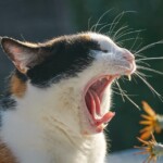 Calico-Katze gähnt draußen in der Nähe gelber Blumen im Sonnenlicht.
