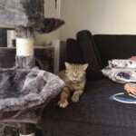 Tabby-Katze gähnt auf dunklem Sofa neben Kratzbaum und Spielzeug.