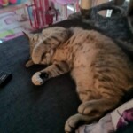 Getigerte Katze auf der Couch mit einer Pfote über dem Gesicht, ruhend oder schlafend.