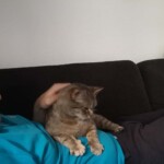 mde Person in blauem Hemd streichelt getigerte Katze auf dem Schoß auf dunklem Sofa.