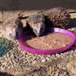 Drei Igel fressen draußen aus einer lila Schale mit Nassfutter.