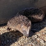 Zwei Igel laufen im Tierheim Siegen im Sonnenlicht auf Kies am Waldrand.