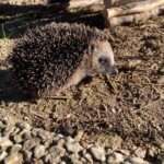 Igel, der auf Erde und Kieselsteinen im Sonnenlicht läuft.