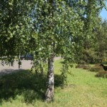 Birke mit grünen Blättern neben Gras, Straße und Bäumen an einem sonnigen Tag.