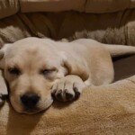 Gelber Lab-Welpe schlafend in einem Hundebett im Tierheim Siegen.