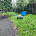 Ein Schwein grast in der Nähe eines blauen Behälters in einem eingezäunten Bereich im Tierheim Siegen.